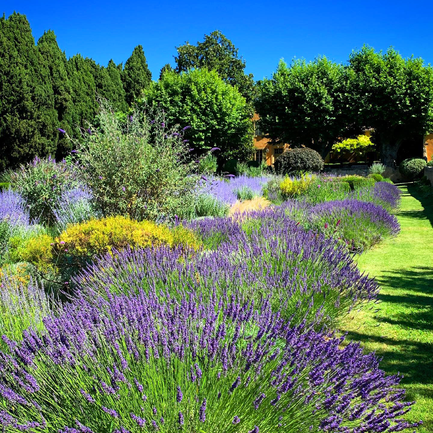 Lavender as Provence in front of the boutique hotel