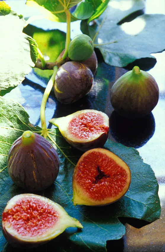Restored gardens at Le Pavillon de Galon near Cucuron