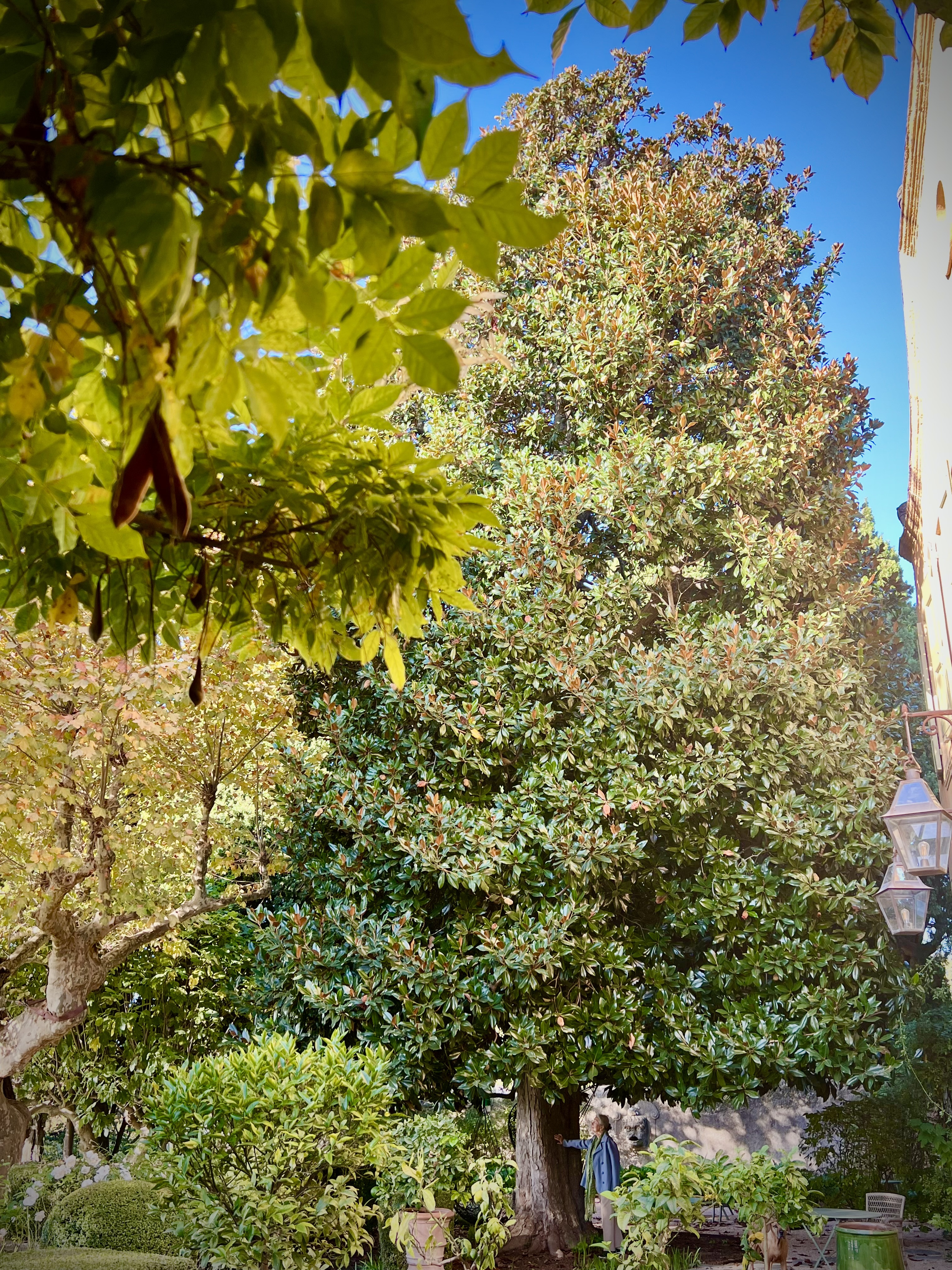 The magnolia grandiflora on the terrace